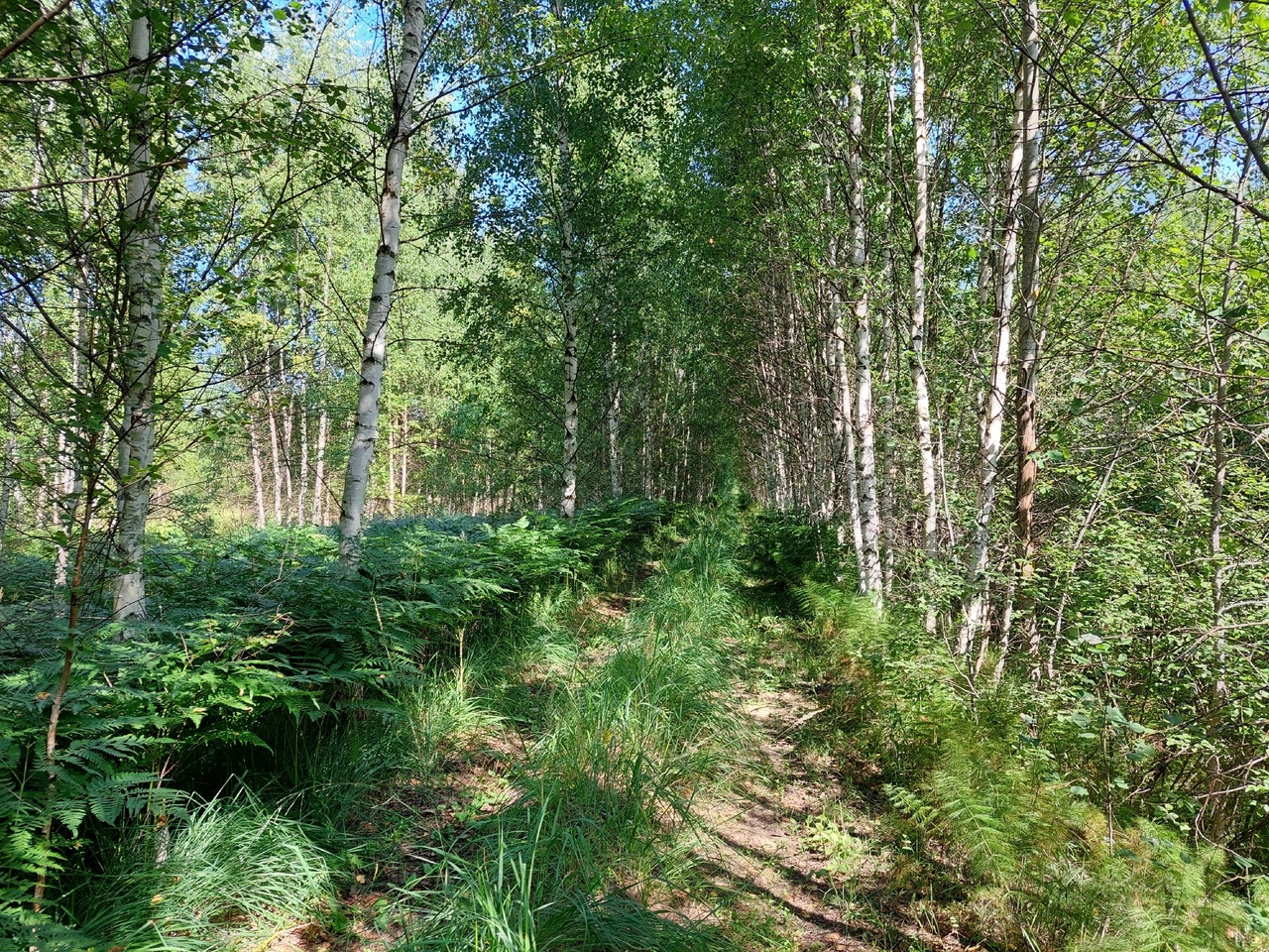 Веломаршруты Тверской области. Оршинский мох